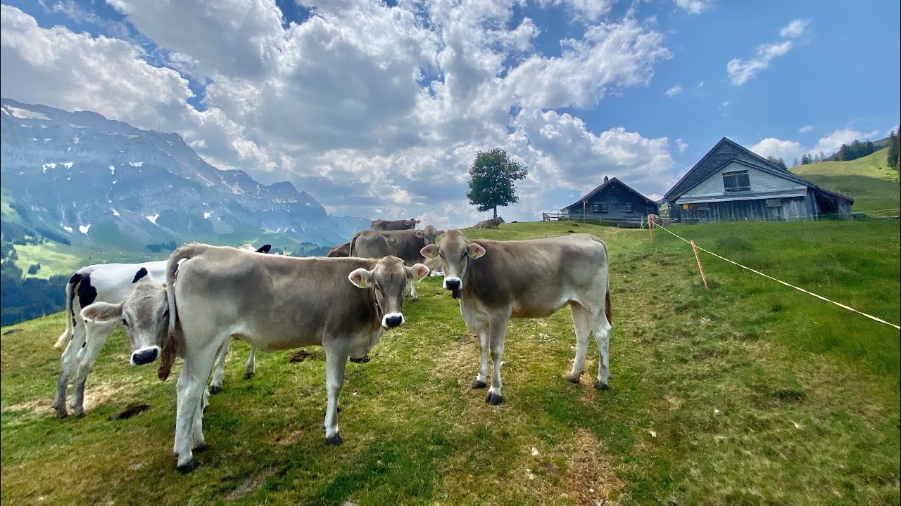 Alpenparadies im Alpstein am 15. Juni 2023
