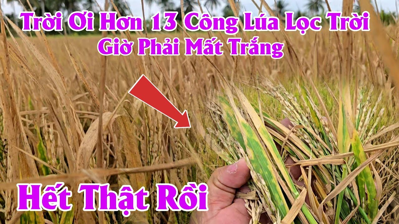 Đau Lòng Hơn 13 Công Lúa Lọc Trời Giờ Đây Phải Mất Trắng #ngườicàmau