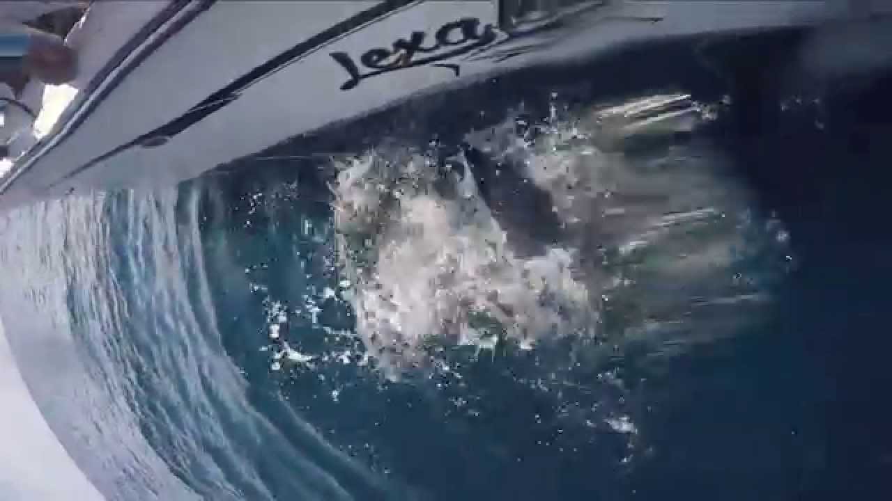 Blue Shark attacks Mako
