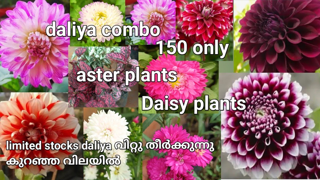 കുറഞ്ഞ വിലയിൽ പ്ലാന്റ്സ് ഇനി നിങ്ങൾക്ക് സ്വന്തമാക്കാം 