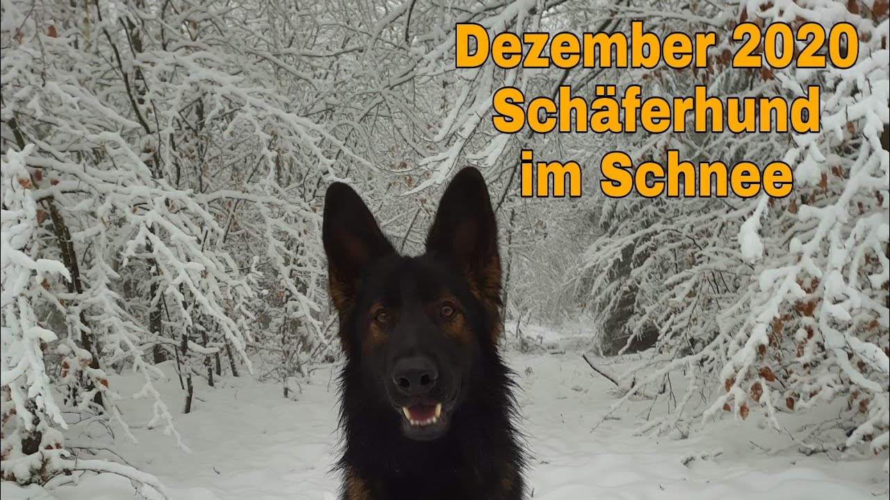 Deutscher Schäferhund Langstockhaar im Schnee Dezember 2020 Fussel of Wolfcubs ein Hund zum lieben