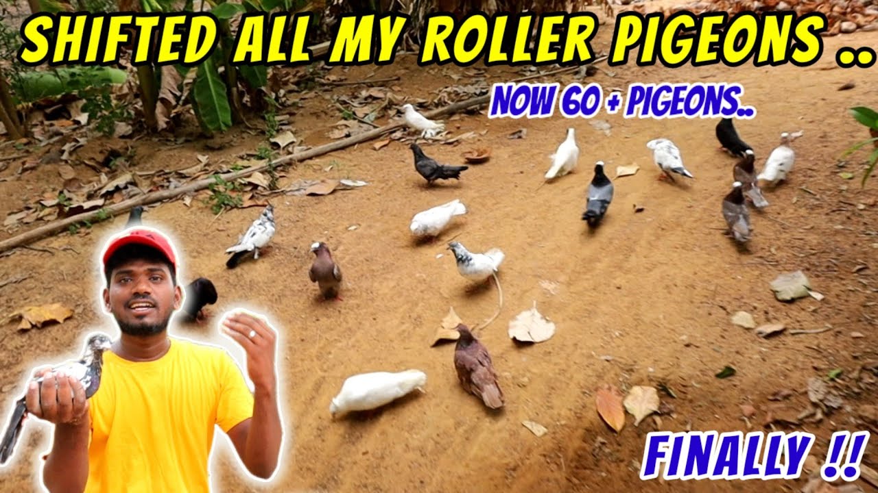 💥🕊️ FINALLY!!  i Shifted All My Roller Pigeons  | வீட்ல இருந்து தோட்டத்துக்கு மாத்தியாச்சு |