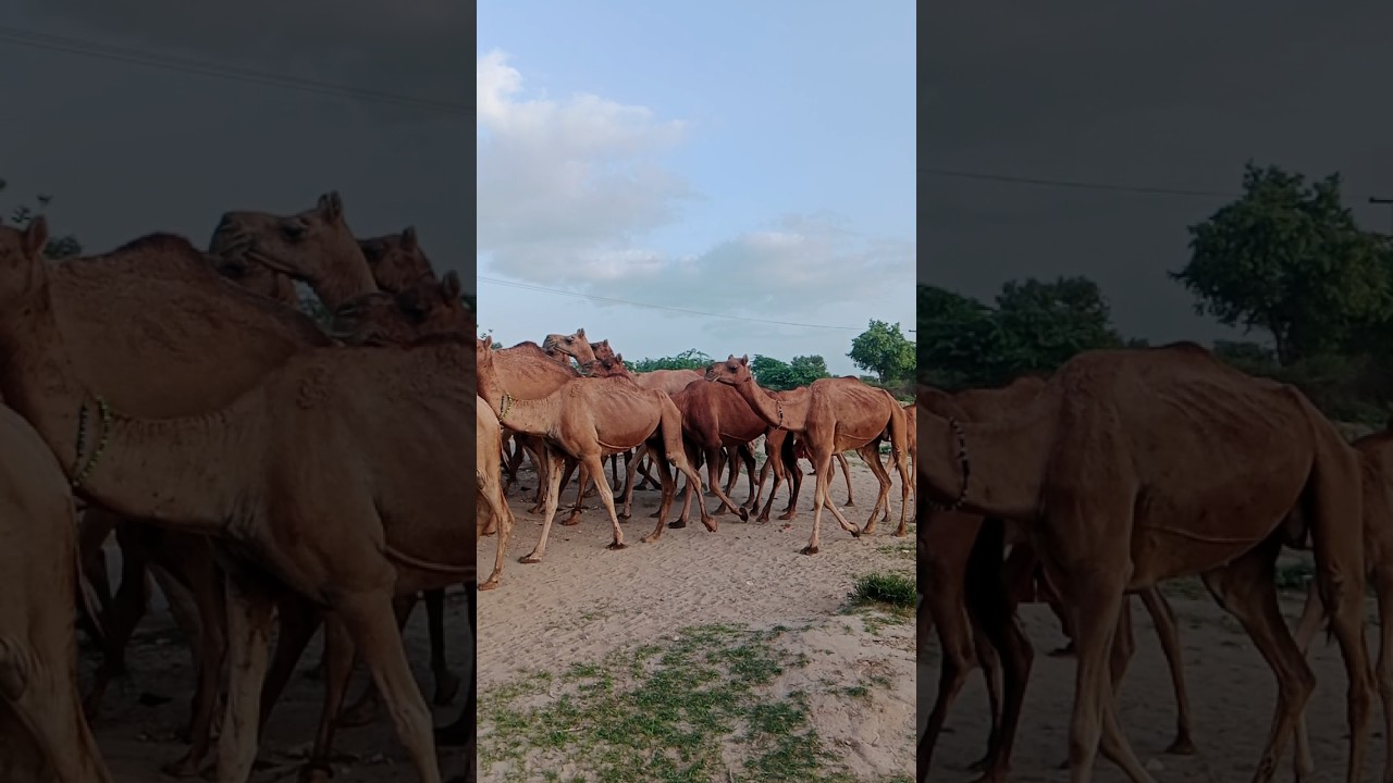 Camel Travels in Saudi Desert /Camel Love with Saudi Desert #camellife #camelvideo #shorts