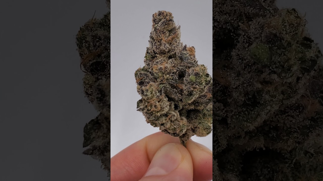 Slurricane IX Pheno #5- Inhouse Genetics- Grown by Rootbase