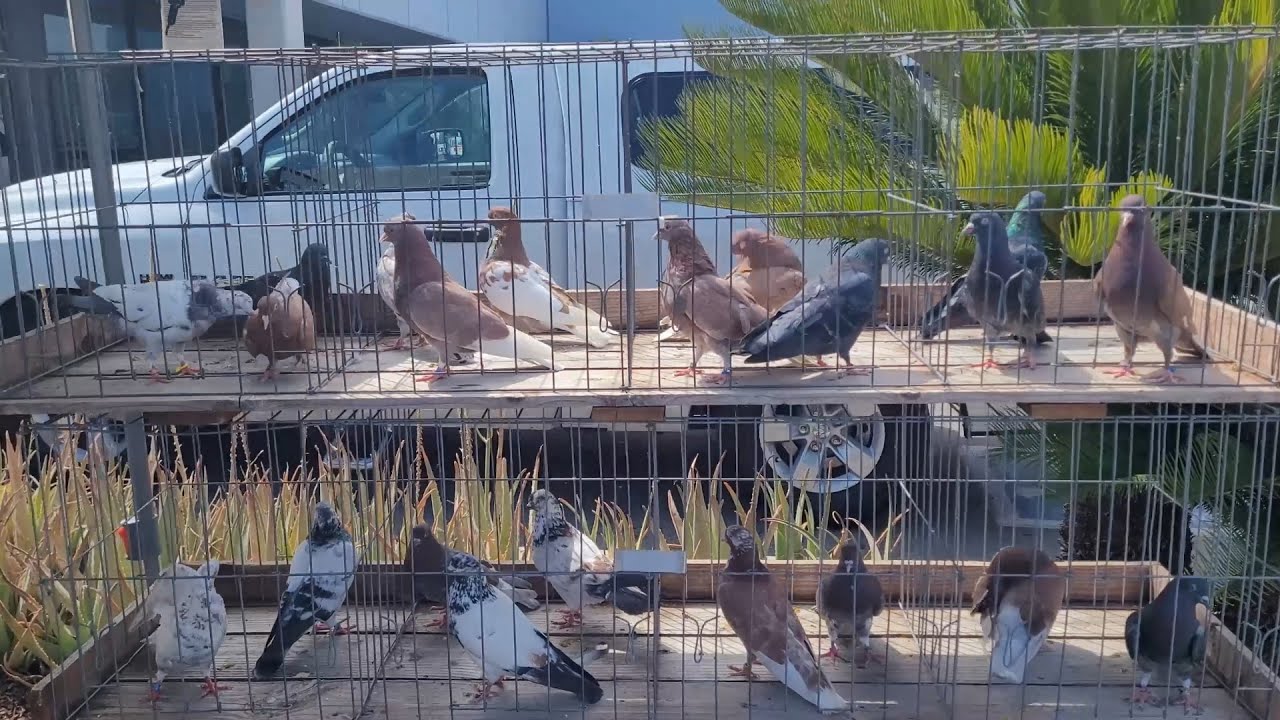 Jedd's Bird Supplies- July 2023 Bird Sale