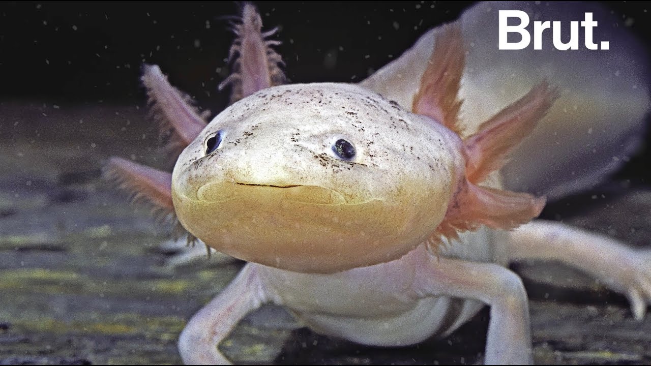 L'axolotl est en danger critique d'extinction