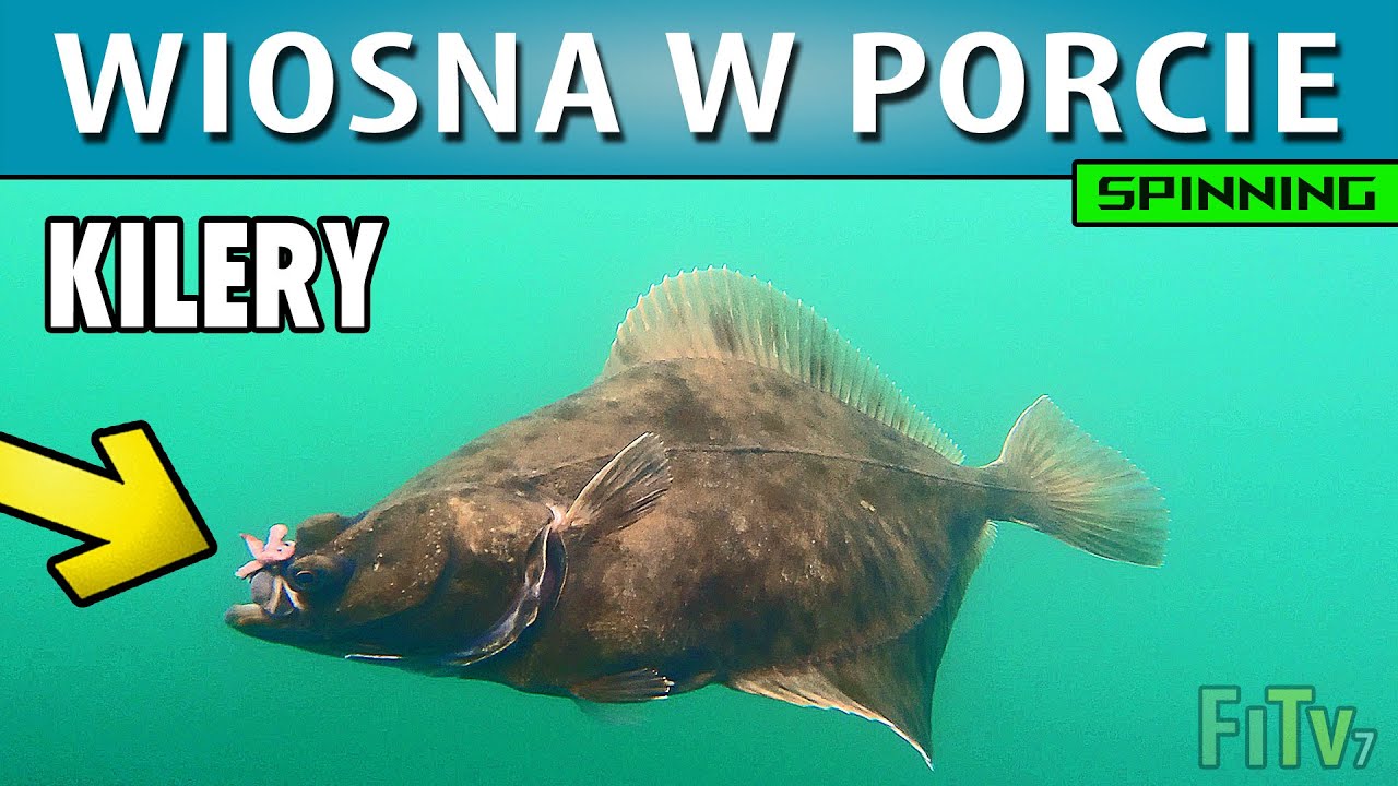 PORT ➤ Co jak łowić wiosną w portach?