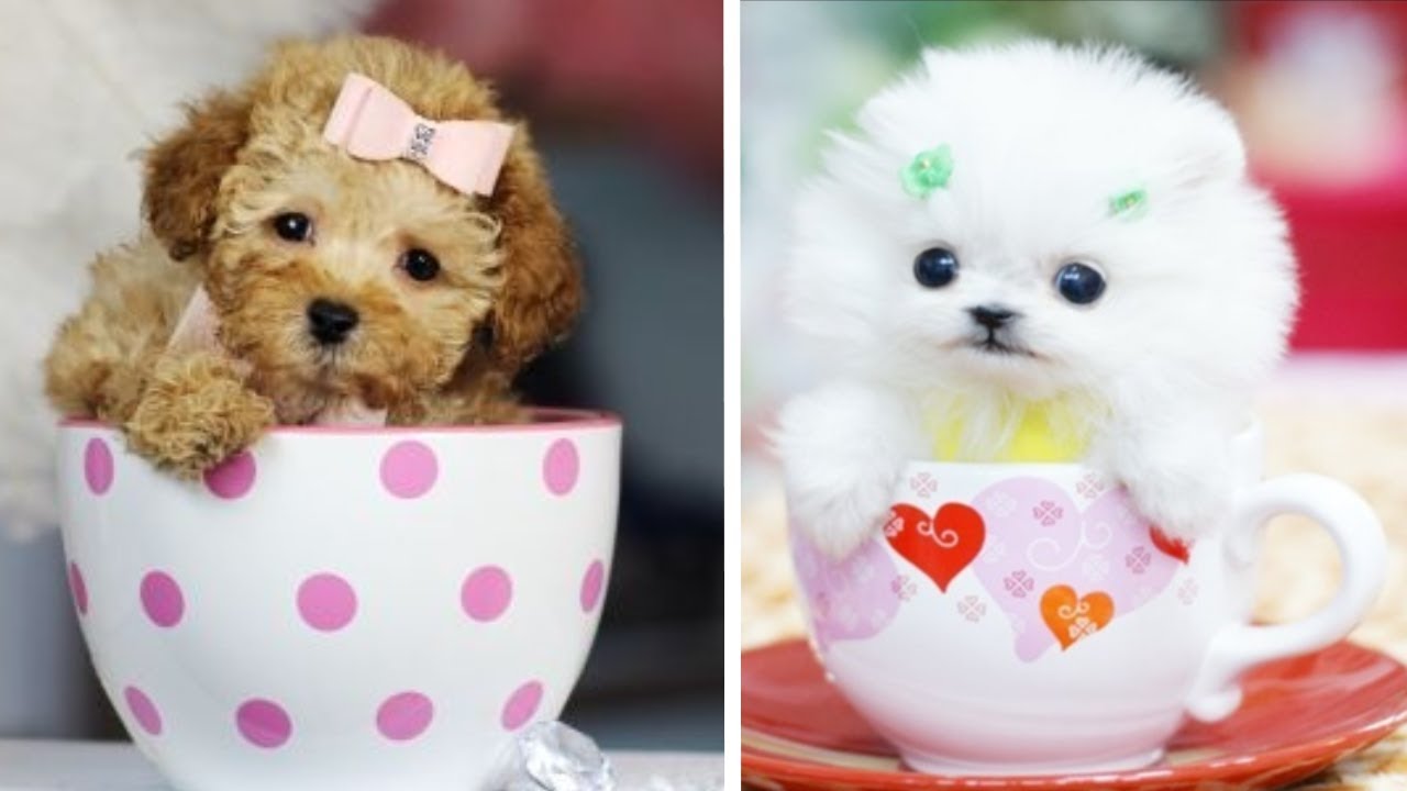 PERRITOS TIERNOS BEBES 🔵 VIDEOS DE RISA DE PERRITOS LINDOS Y CHISTOSOS