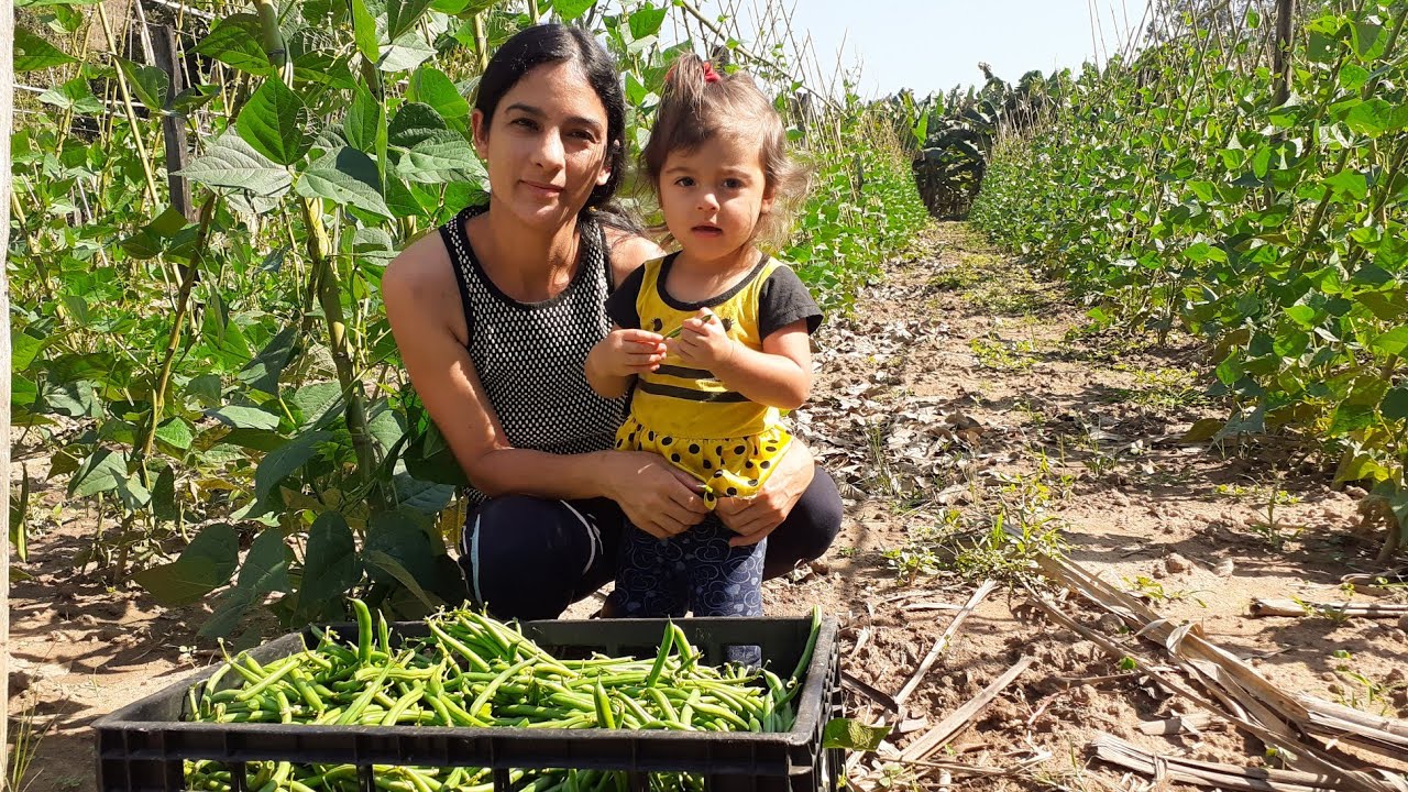 Incrível cultivo do feijão de vagem- do plantio até a panela