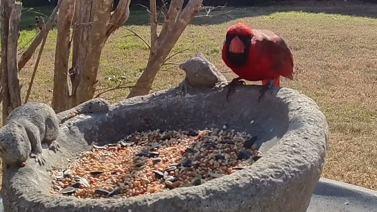 What birds are here ? #viralvideo #asmrsounds