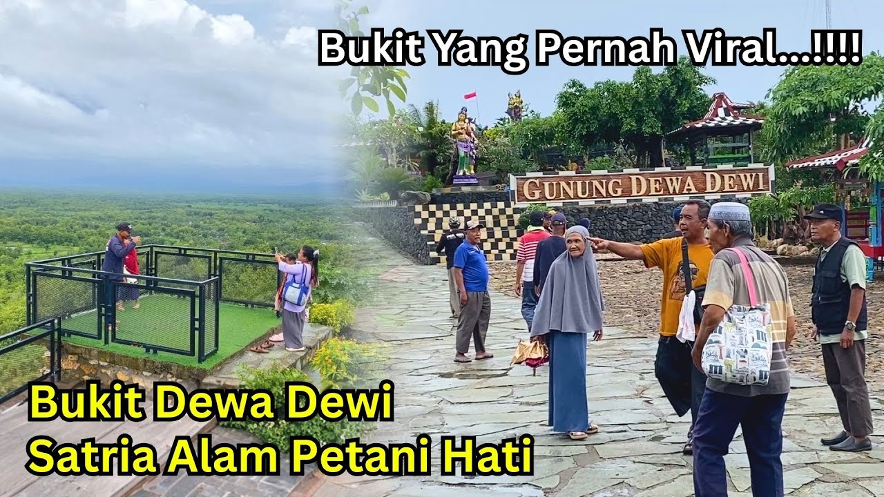 Kebun Alpukat Gunung Dewa Dewi Sudah Terlihat Hijau Dan Subur