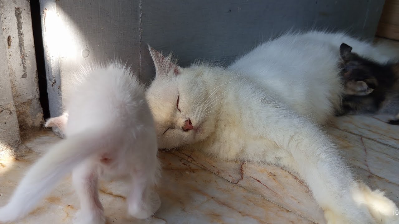 Dua Dunia, Satu Kasih: Kehangatan Ibu dan Anak Kucing yang Menggemaskan