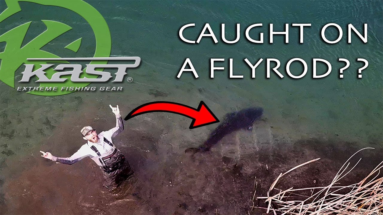 Some of the BIGGEST Freshwater Fish ever landed on a Flyrod! (Public Water!)