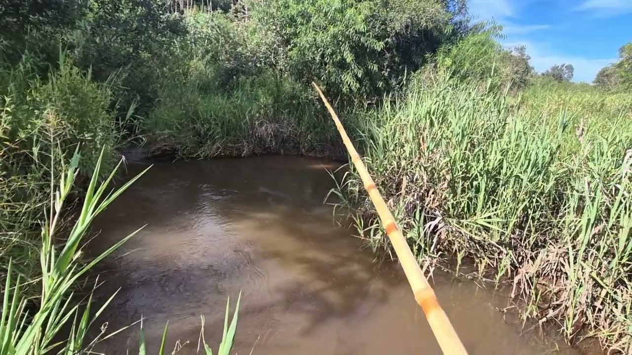 O PIOR ACONTECEU NESSA PESCARIA INFELIZMENTE 😰