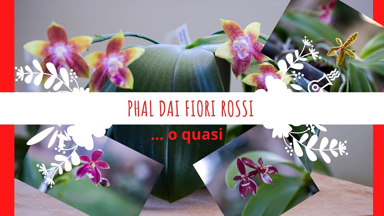 Fioriture di alcune phalaenopsis dal fiore rosso!