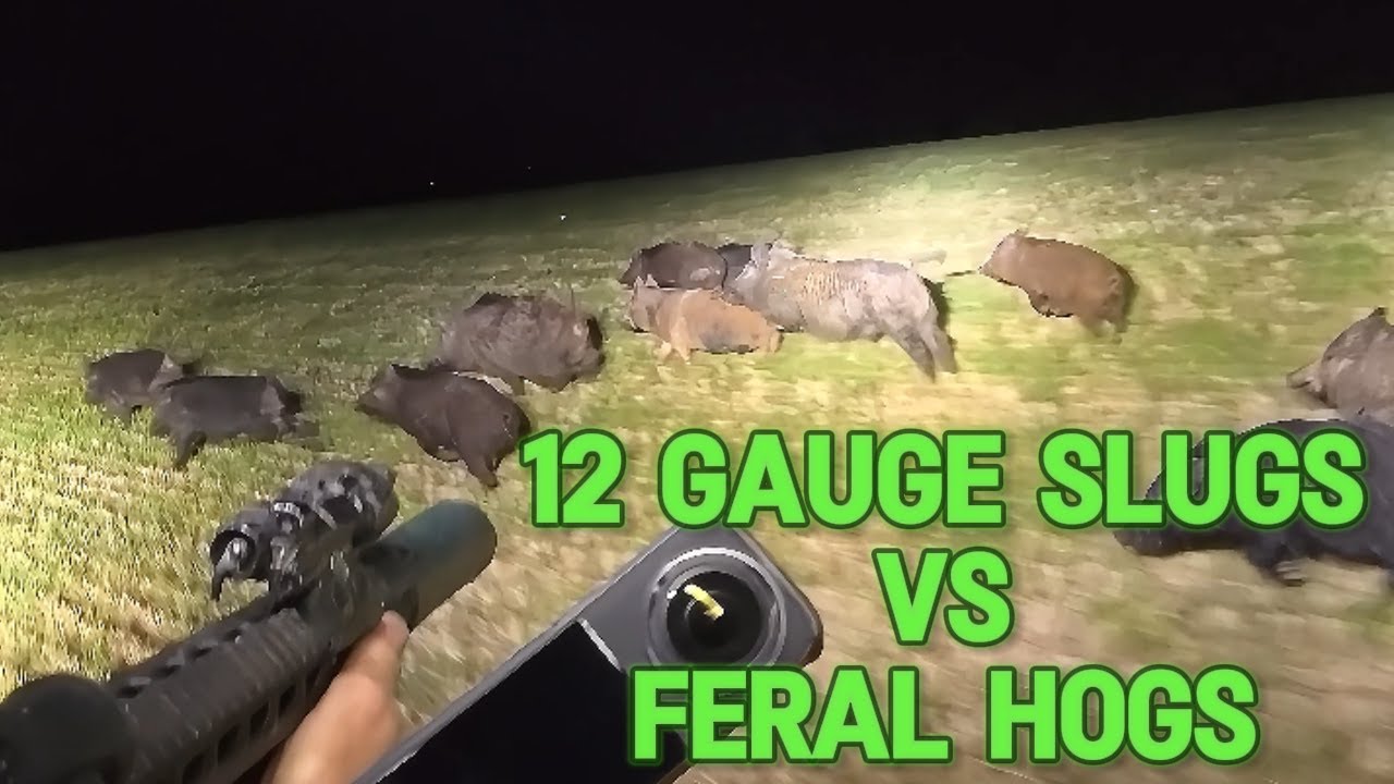 12 GAUGE SLUGS VS FERAL HOGS