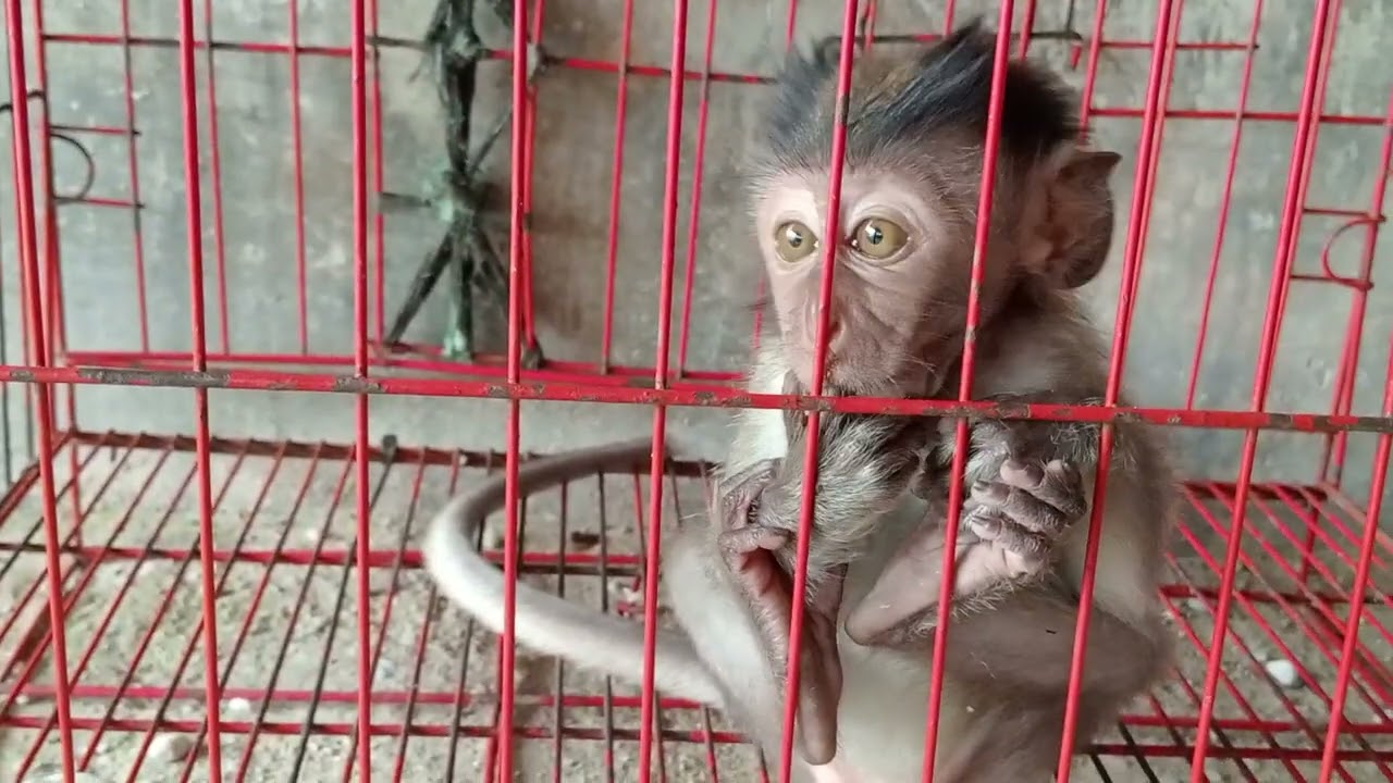 The baby monkey is ready to make new friends