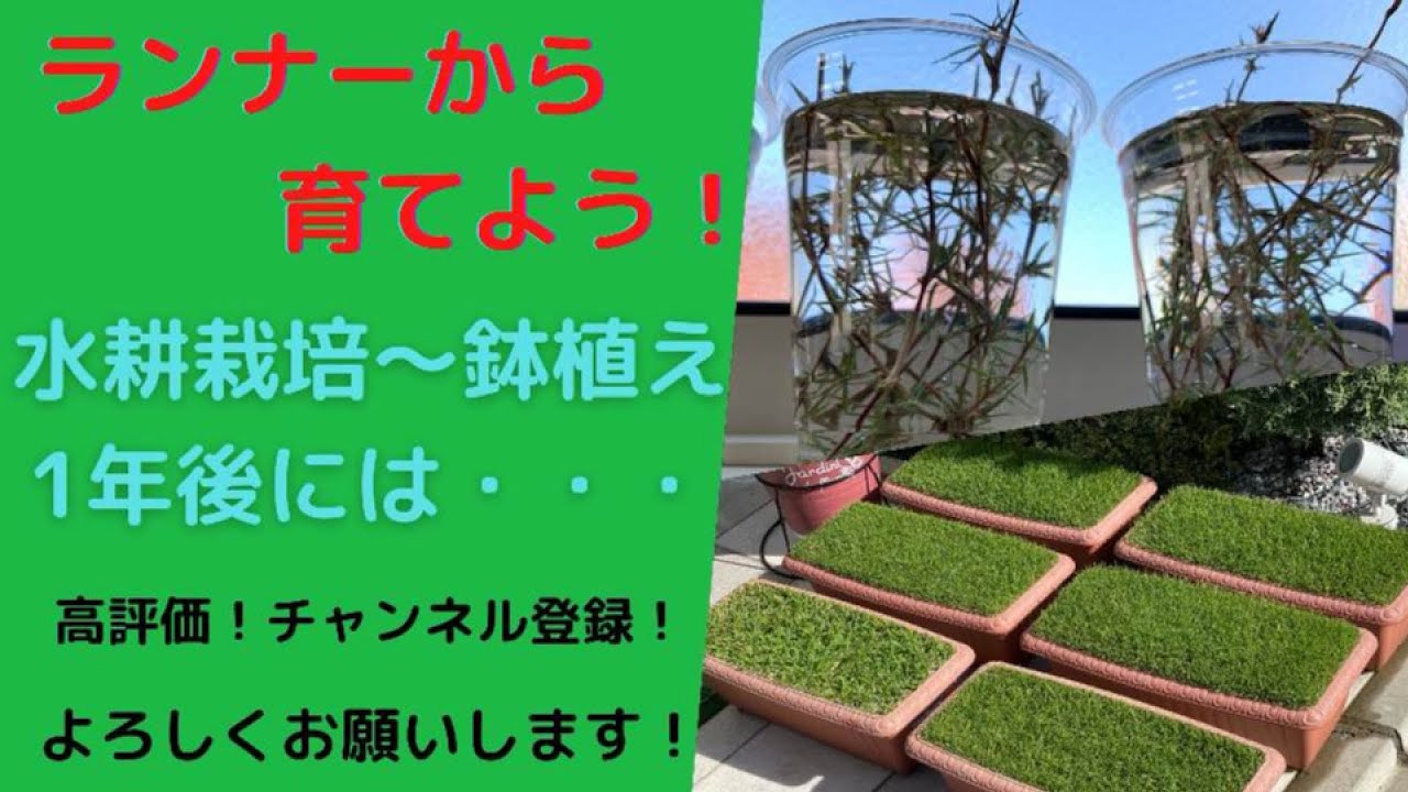 ランナーから芝生再生！1年後の芝生がこれだ！みんなもチャレンジ！