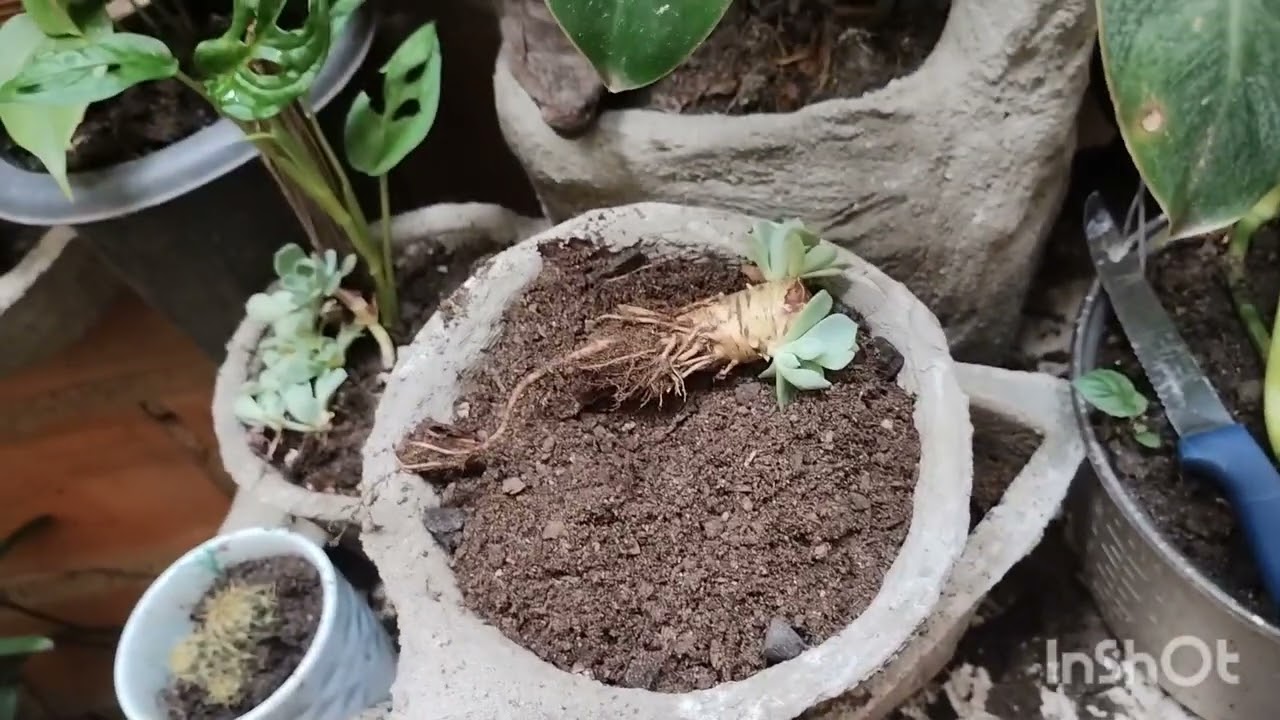 Replantei a minha planta 🪴 glauca 