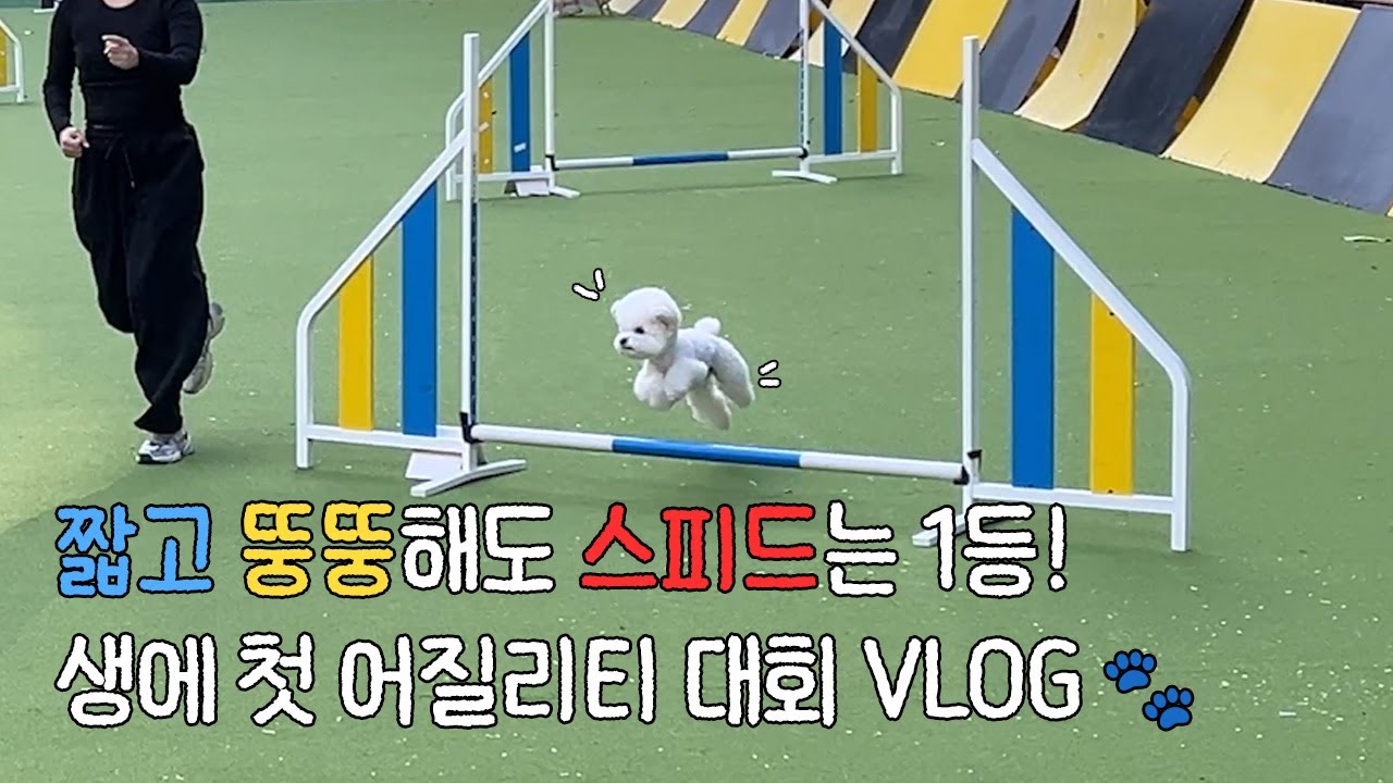 vlog.짧뚱 비숑이 이렇게 빠르다고? | 어질리티 대회 | 런앤번 | 홍천소노펫