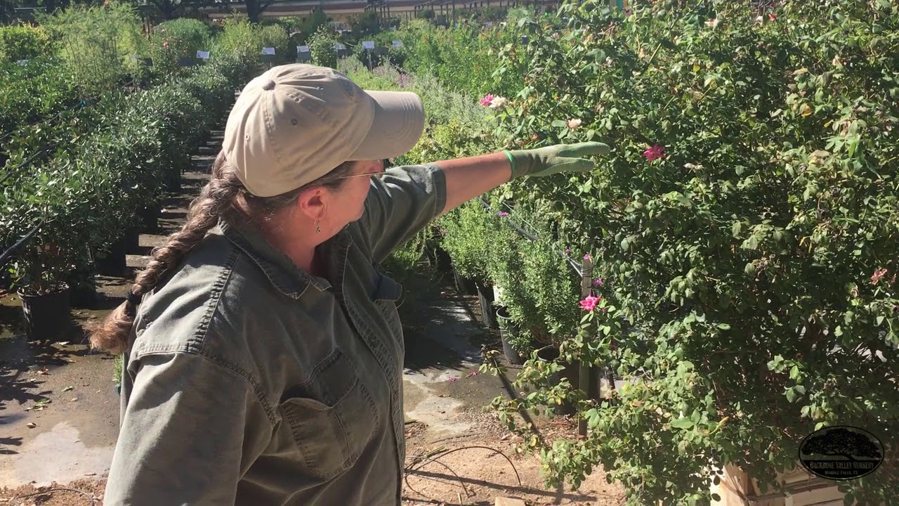 How to Prune Your Rose Bushes in Summer