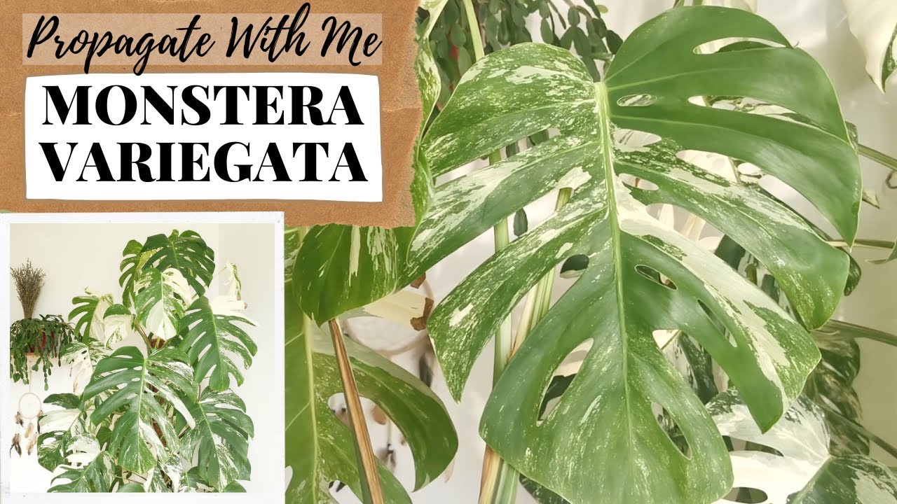 PROPAGATE WITH ME: Monstera Variegata