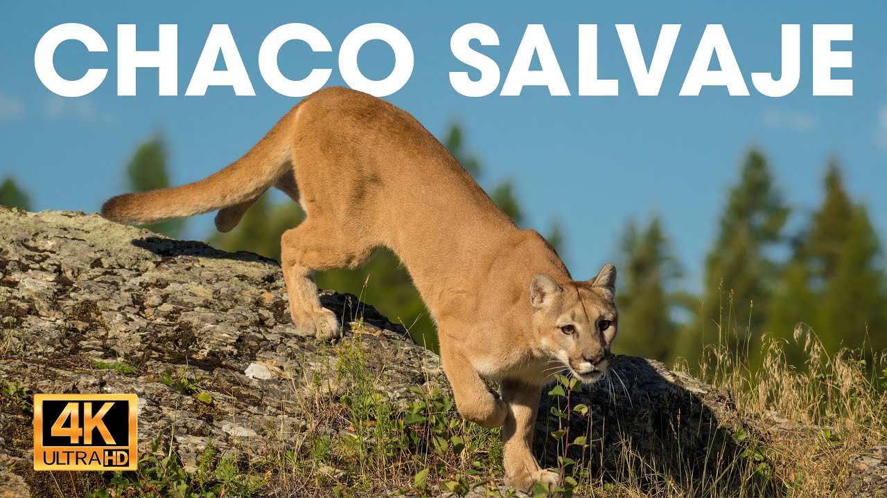 CHACO SALVAJE - Supervivencia en el Coraz&oacute;n del Gran Desierto Verde #animalessalvajes