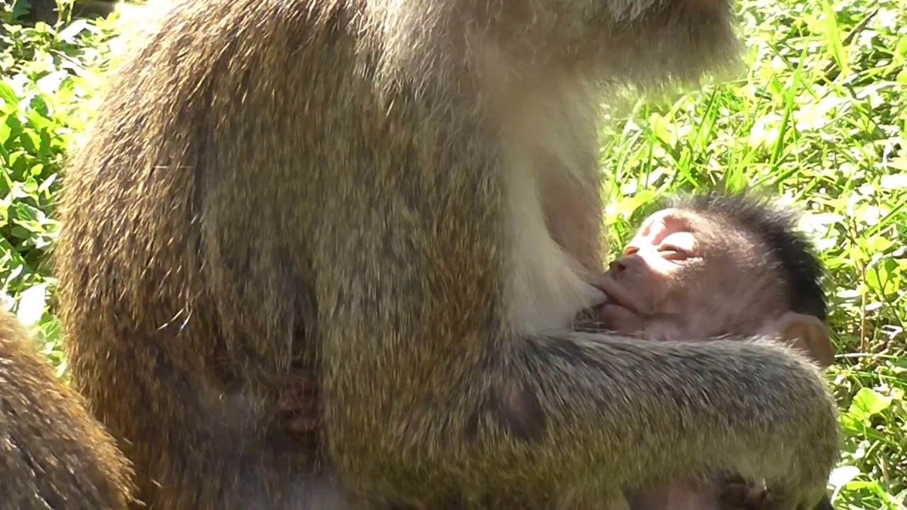 Macaca fascicularis