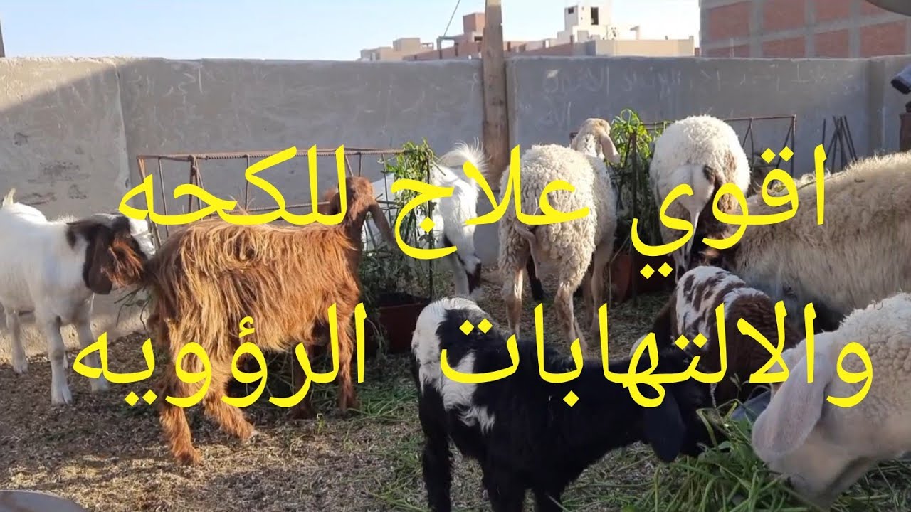 ازاي اعالج الكحه و الالتهابات الرؤويه و ما هو اقوي علاج للكحه و الالتهابات الرؤويه