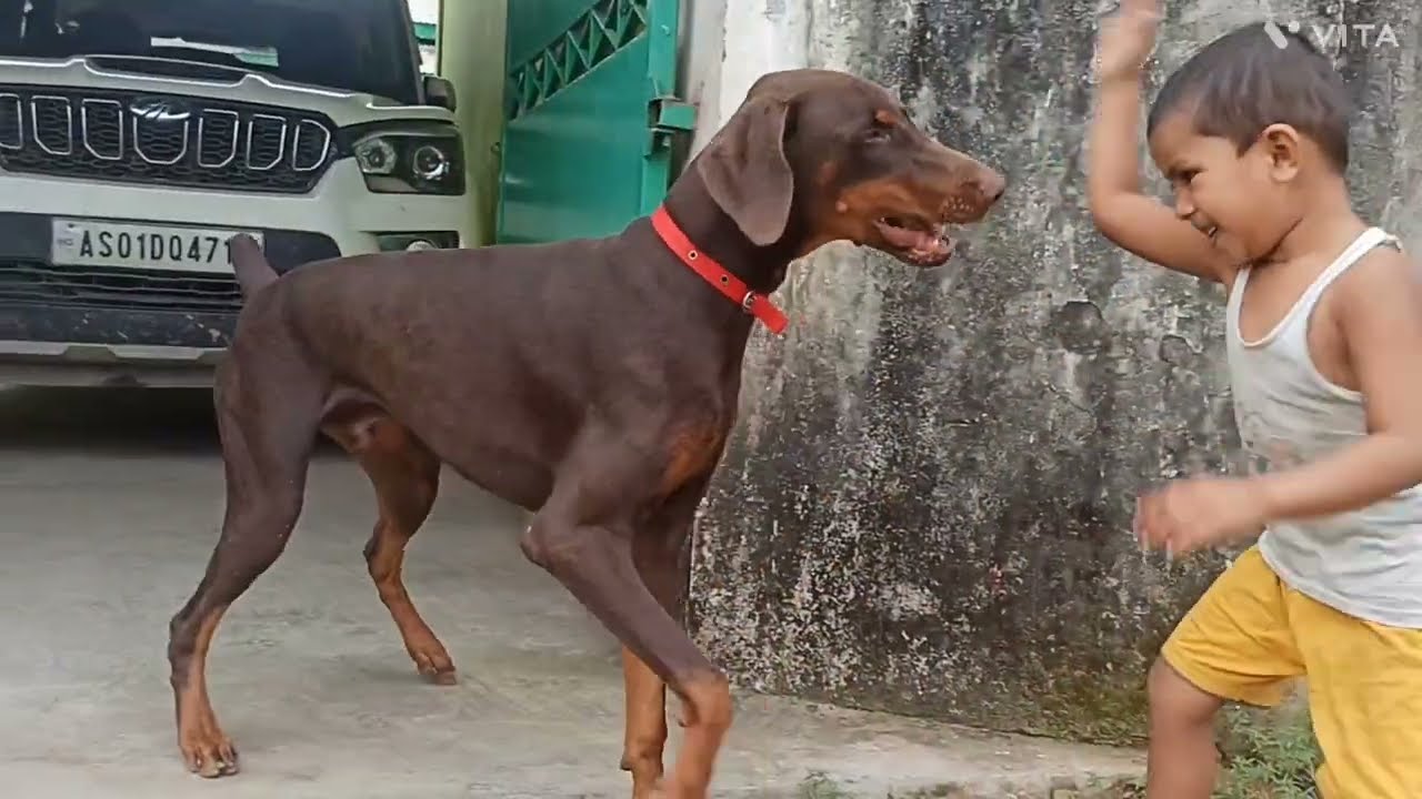 Doberman dog my lovely