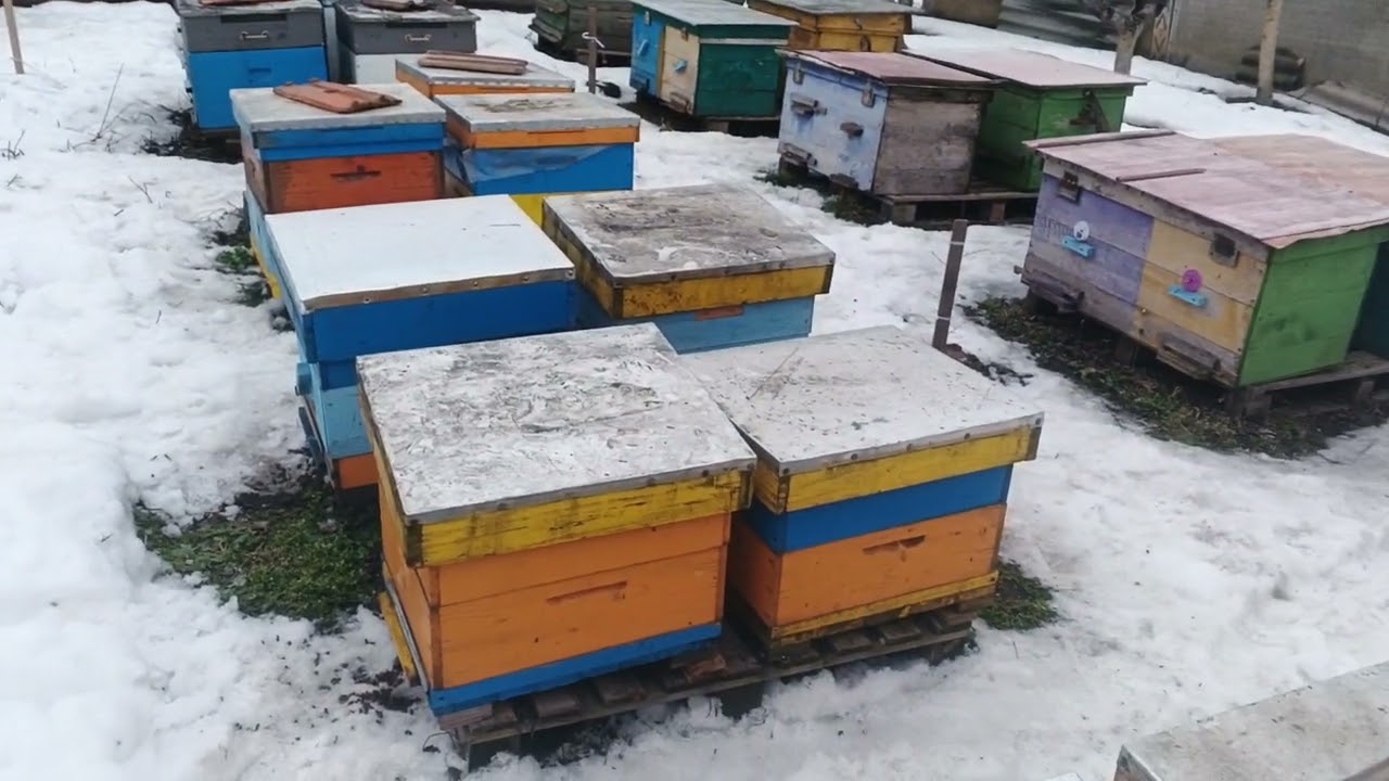 Мёд или сироп?#пасека 