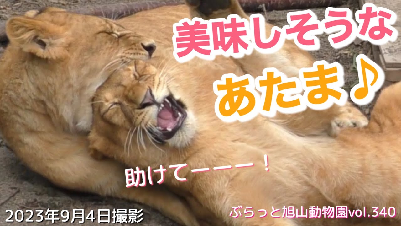 【今日のライオン】ミニママのイトがフウに注意！オリト＆イオ仲良し夫婦にキュン🩷vol340@旭山動物園/little lion mama pays attention to her tomboy