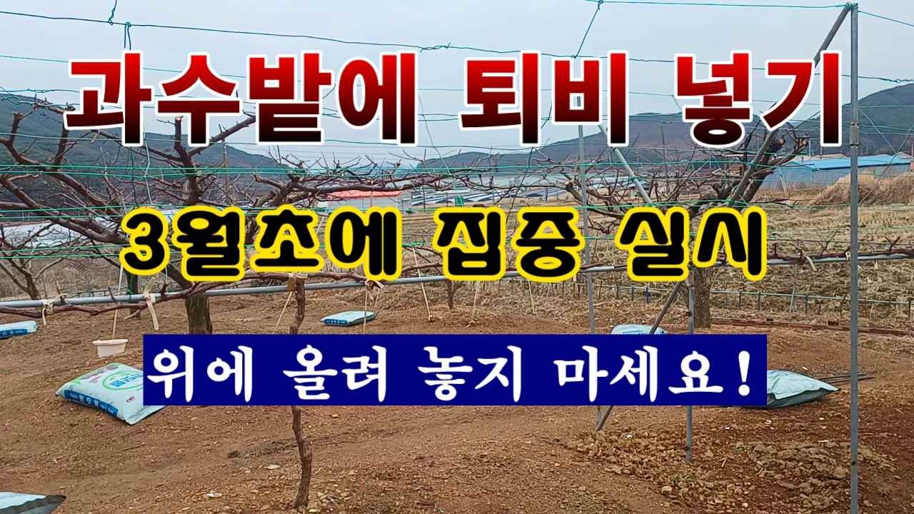 [텃밭농부 2,160]  과수에 퇴비거름 넣어 주는 방법. 위에 올려 놓으면 헛빵!