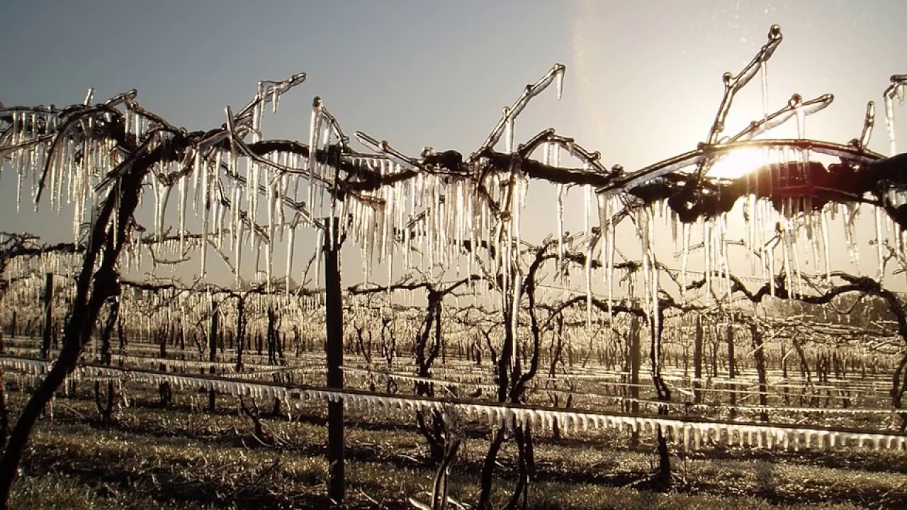 Vineyard Site Selection | Part 2 - Grape Video #40