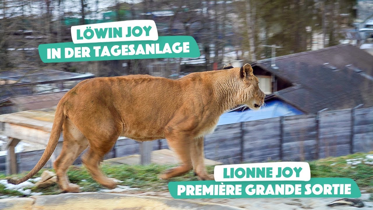 Löwin Joy – erstes Mal in der Tagesanlage | Lionne Joy – Première grande sortie