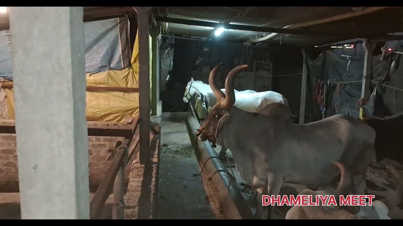 આજે તો અંધારા મા સુટ કરીયુ😂🤣