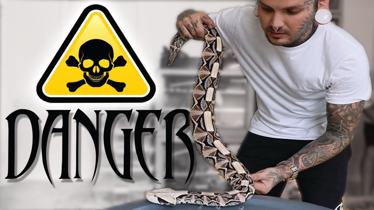 Venomous Snake Training basics - Advice on starting your hours | Tyler Nolan