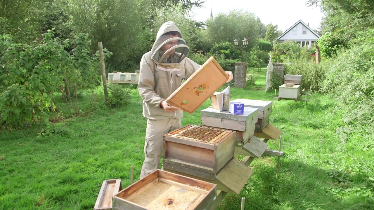 Apiguard biologische varroabestrijding