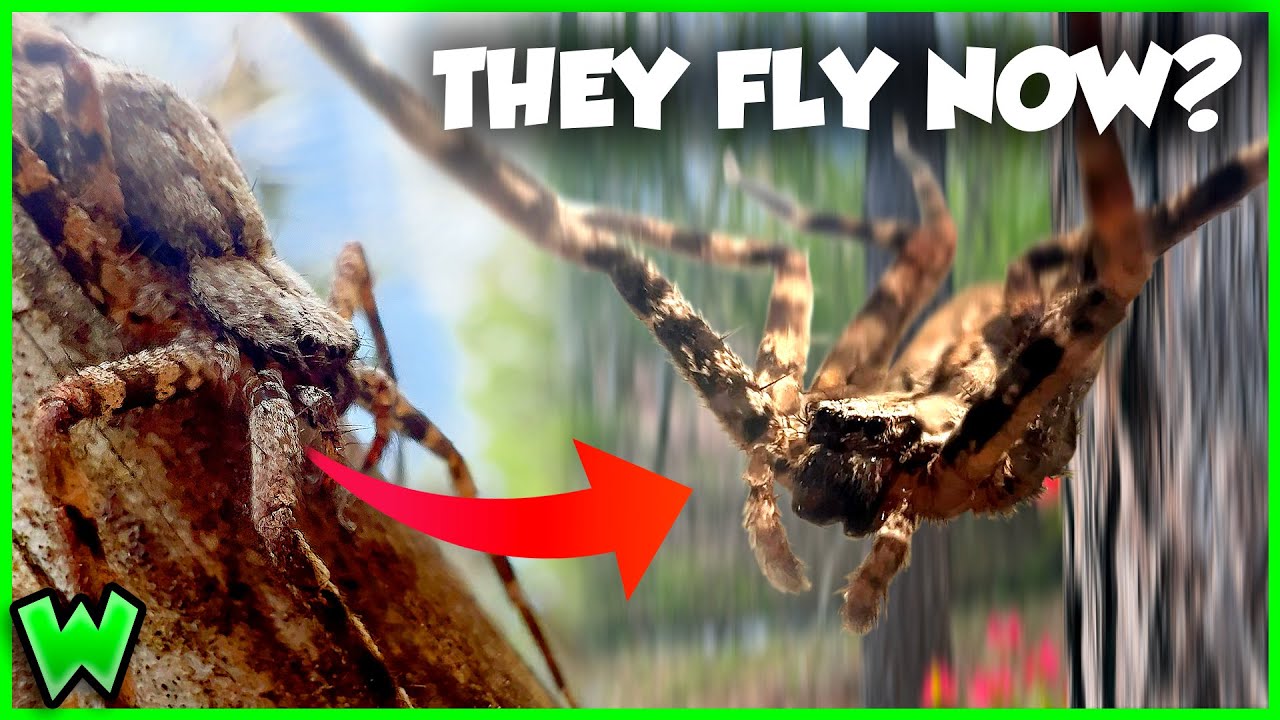 This Spider Can FLY? How the Flattie Spider Breaks Physics (ft. @CoolCrittersYT)