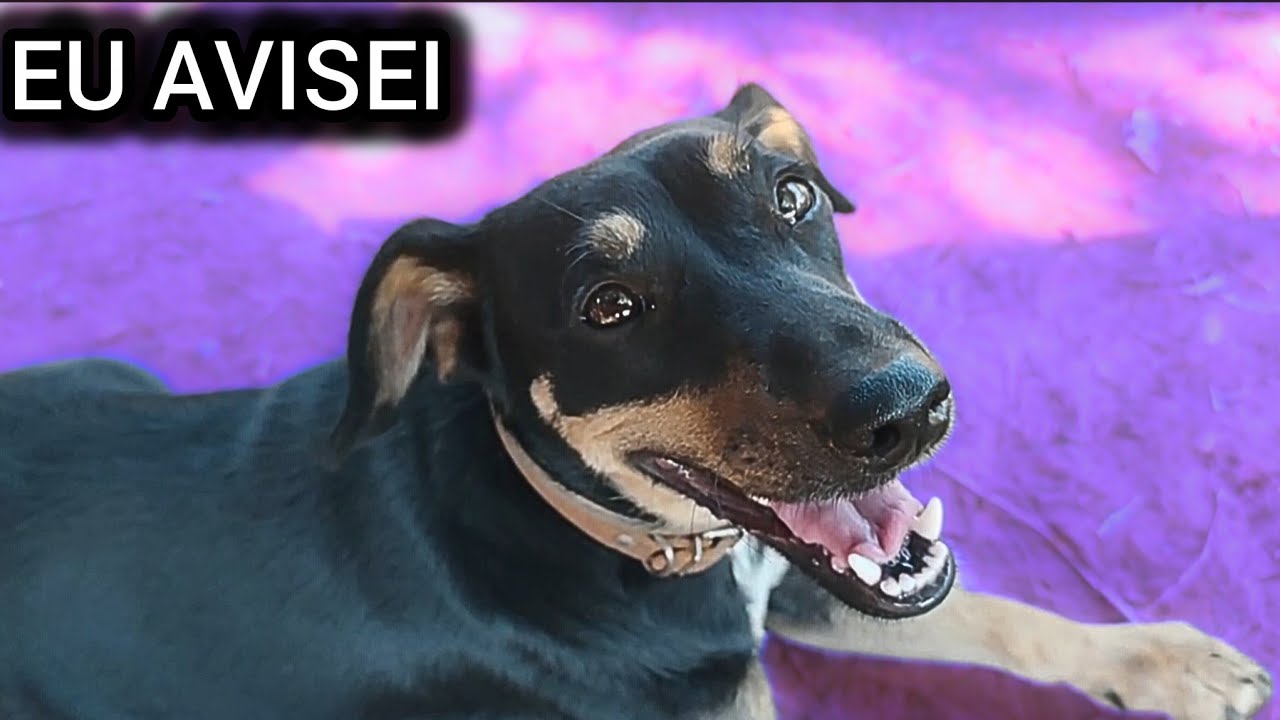 Veja a maldade que um cachorro resgatado das ruas pode fazer !