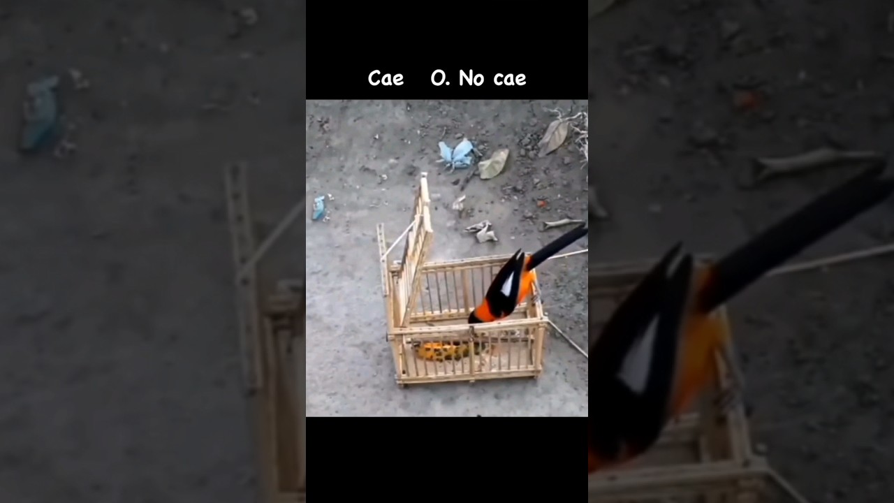 Trampa para pajaro CAE O NO CAE 🤔 😕 #trampas #aves #suscr&iacute;bete
