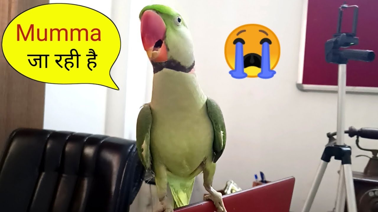Mumma ja Rhi hai 😥 - Pablo Parrot ki Mummy Kaha ja rhi hai ???