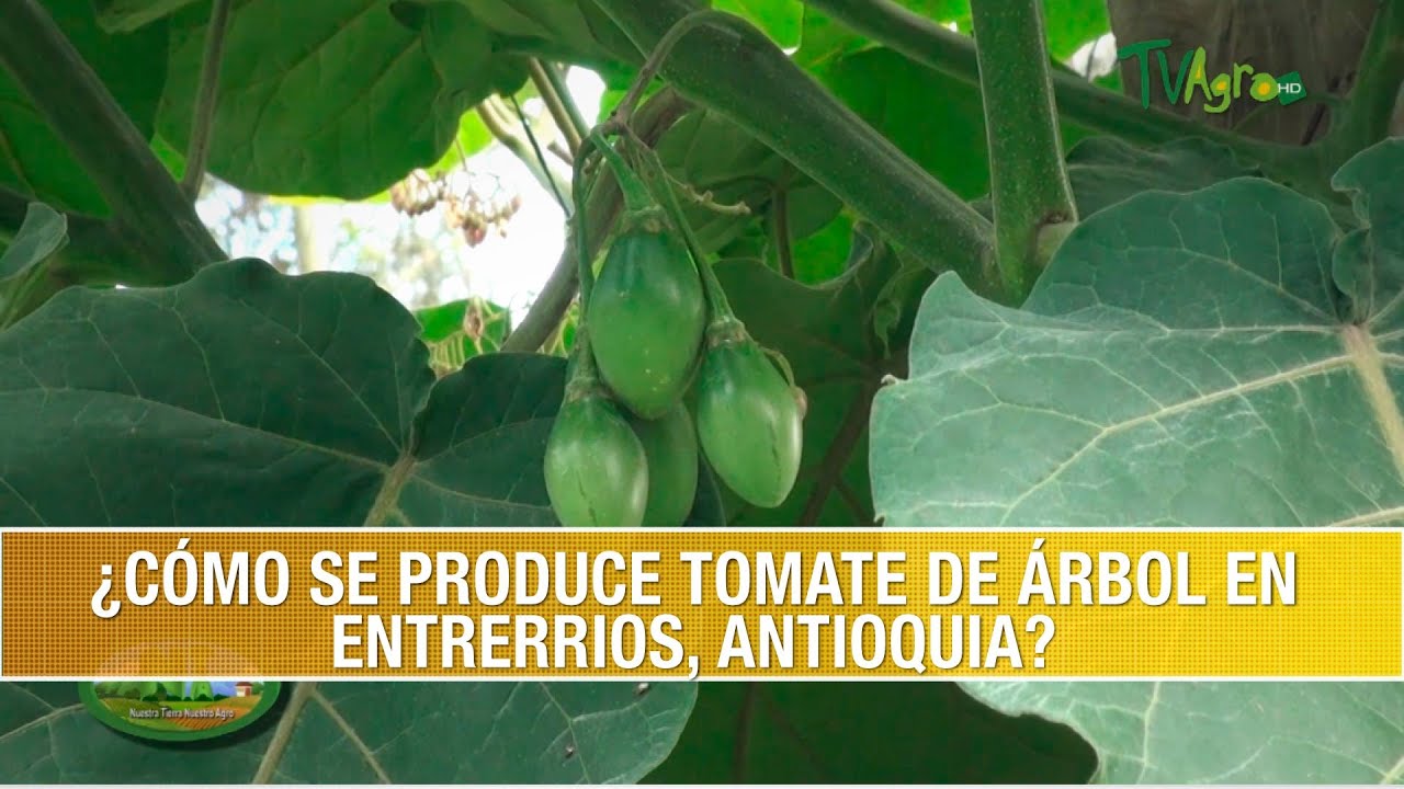 Como se Produce Tomate de Arbol en Entrerrios Antioquia- TvAgro por Juan Gonzalo Angel Restrepo