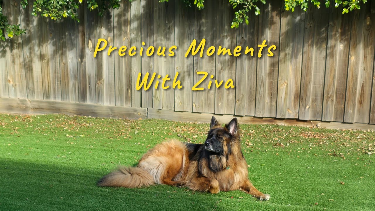 Precious Moments With My Rescue Dog 🐶🤍