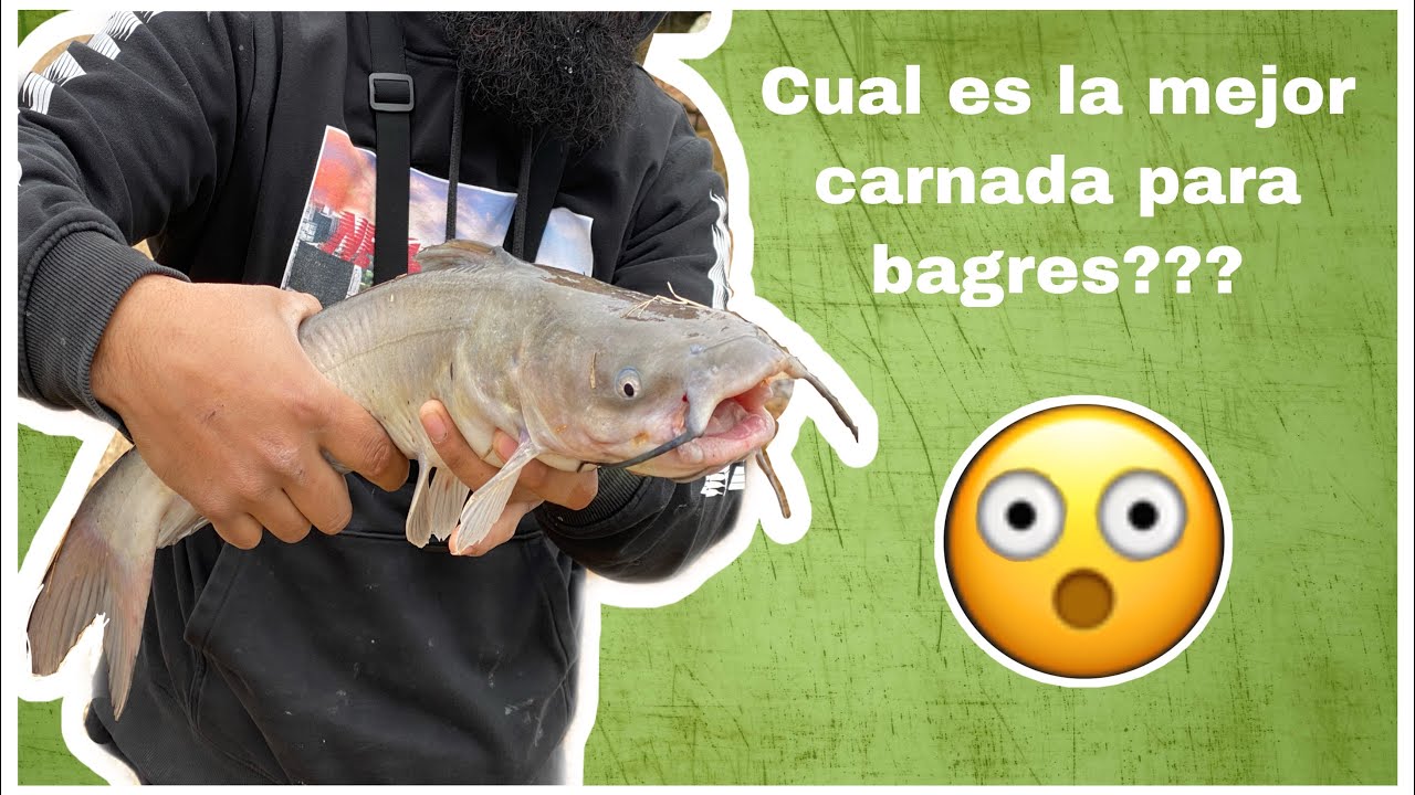 CUAL ES LA MEJOR CARNADA PARA BAGRE??? /CATFISHING