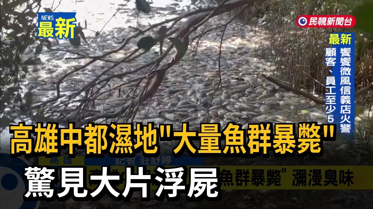 高雄中都濕地「大量魚群暴斃」 驚見大片浮屍－民視新聞