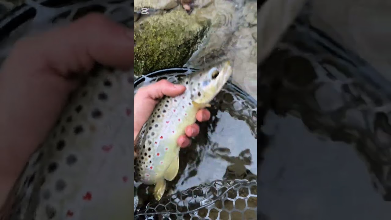 Trote in torrente 🎣🔥