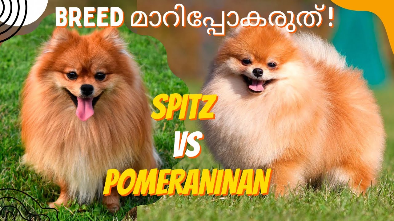 സ്‌പിറ്റ്‌‌‌‌‌സോ പൊമറേനിയനോ? |BREED മാറിപ്പോകരുത്|Pomeranian & Spitz: Are they Similar or Different?