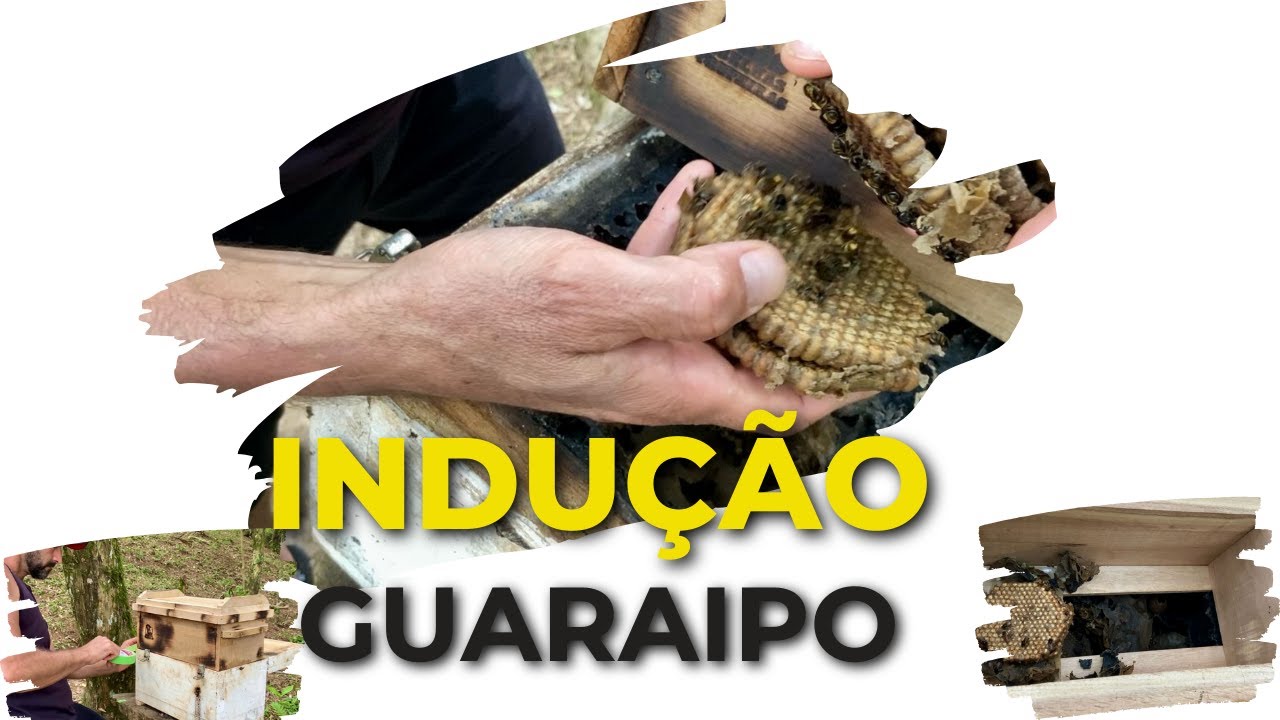 Divisão Incrível de Guaraipo Feita por Indução! Sensacional! 😲👏