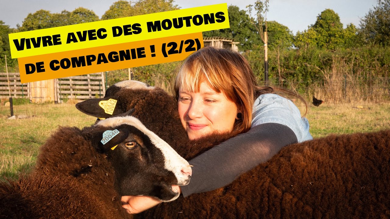Les Néoruraux #15 // Vivre avec des moutons de compagnie (2/2)